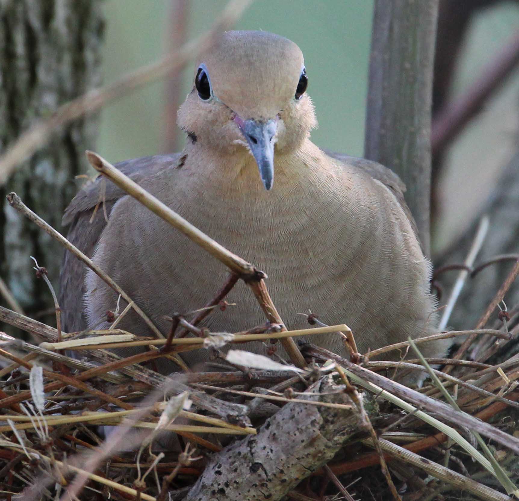 H Island Mourning Dove