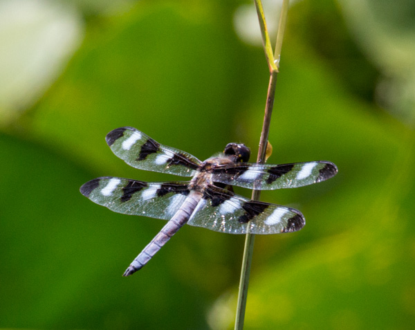 HP 12 Spot Dragonfly